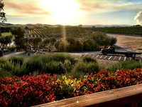 Wine, Wineries, Vineyards