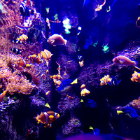Long Beach Aquarium